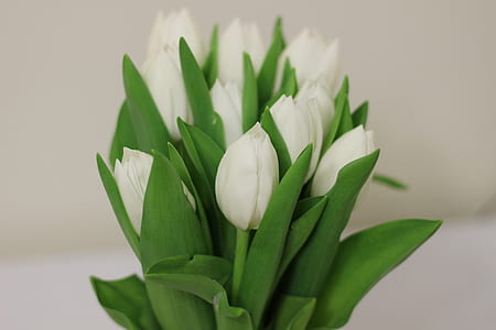 white tulips in shallow focus photography thumbnail