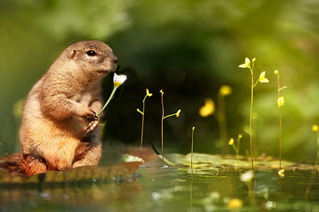 squirrel near water photo thumbnail