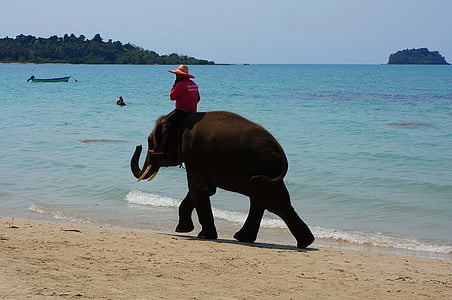 person riding elephant on shore thumbnail