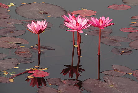 four pink petaled flowers on body of water thumbnail