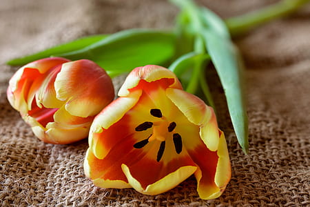 red and yellow flowers on blanket thumbnail