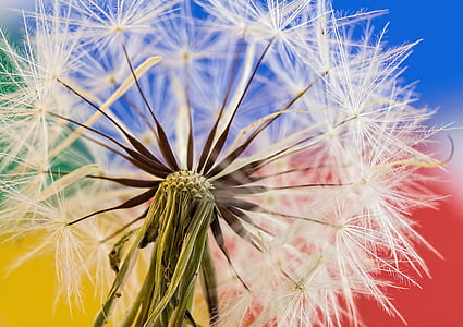 close-up photography of dandelions thumbnail