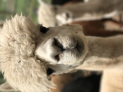 focus photo of white llama thumbnail