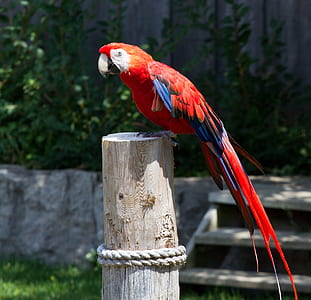 red scarlet macaw standing on brown bamboo base thumbnail