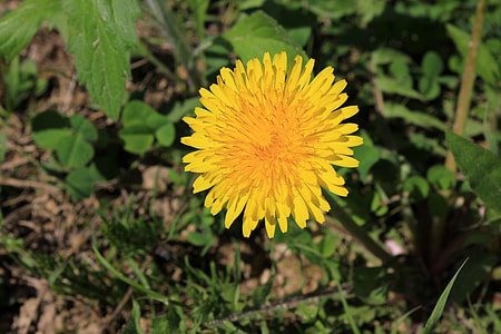 Dandelion thumbnail