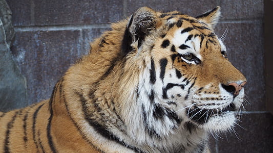 photo of Bengal tiger thumbnail