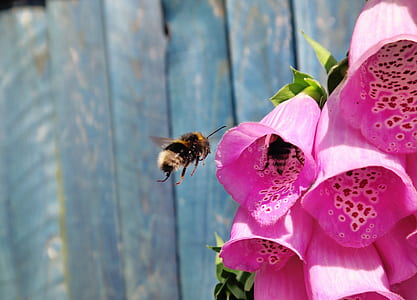 bumblebee hovering beside purple petaled flower thumbnail