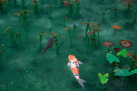 two orange and black koi fish in body of water thumbnail