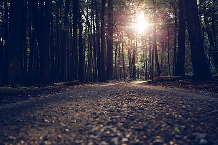 forest interior thumbnail