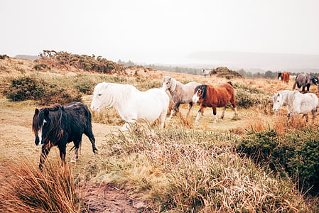 herd of horses during daytime thumbnail