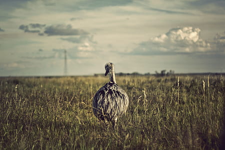 selective focus photography of flightless bird on top of grass thumbnail