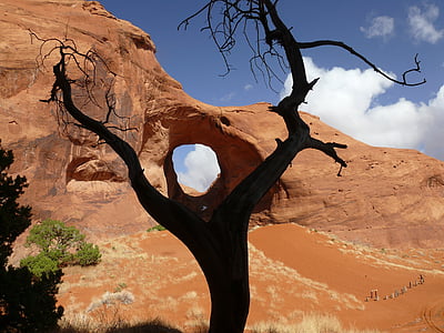 withered tree near rock formation thumbnail
