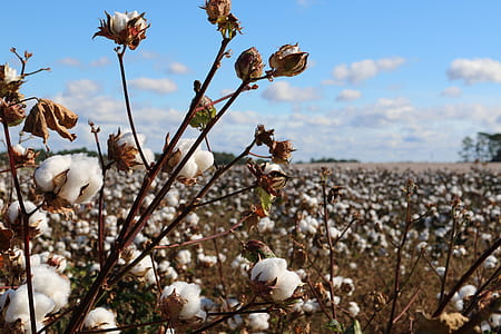 white cotton plant field at daytime thumbnail