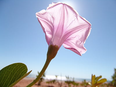 pink morning glory flower thumbnail