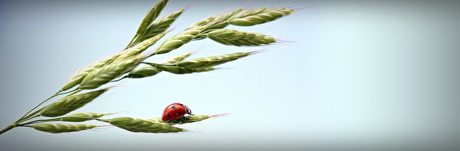 closeup photo of ladybug on green wheat during daytime thumbnail