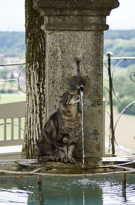brown fur cat drinking water on fountain during daytime thumbnail