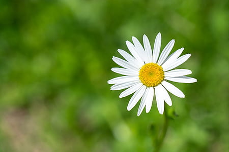selective focus photography of white daisy flower thumbnail