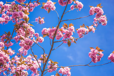 worm's eye view of pink flowers thumbnail