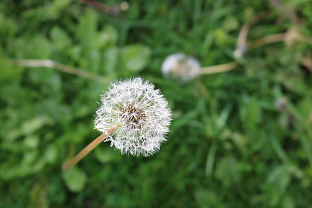 close-up photography of white dandelion thumbnail
