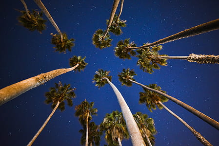 Palm Trees Under Blue Skies With Stars at Nigh Time thumbnail