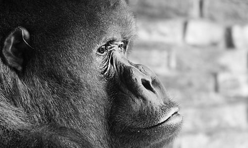 black monkey thumbnail