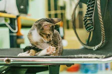 Gray Tabby Cat on Black Fabric Padded Seat thumbnail