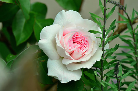 close-up photo of white and pink petaled flower thumbnail