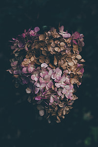macro shot photography of brown and pink flowers thumbnail
