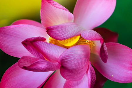 closeup photo of pink petaled flower thumbnail