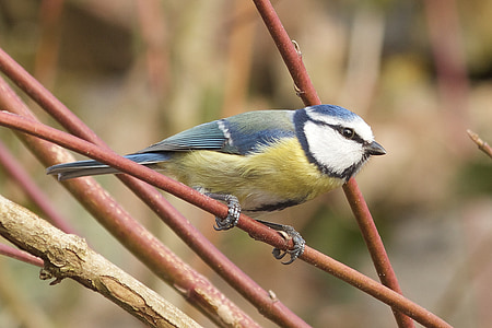yellow-chested finch thumbnail