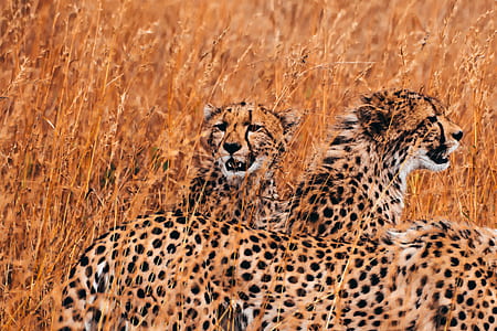 two tigress photo thumbnail
