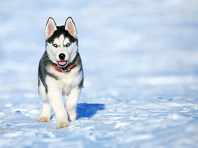 black and white Siberian husky puppy on focus photo thumbnail