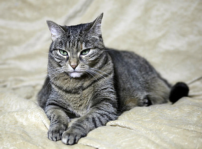 black tabby cat on brown textile thumbnail