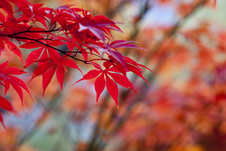 closeup photo of red leafed plants thumbnail