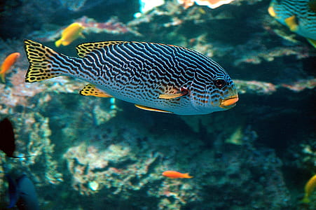 underground photo of gray, yellow, and blue pet fish thumbnail