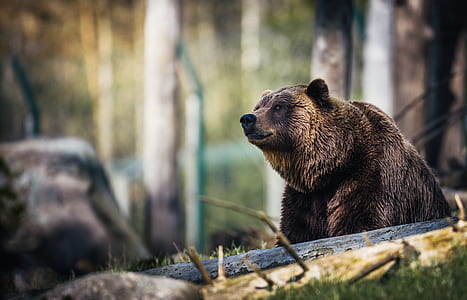 shallow focus photography of grizzly bear thumbnail
