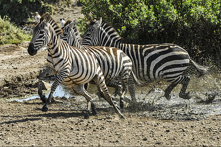 three black-and-white zebras thumbnail