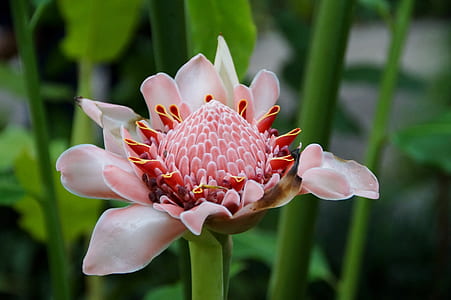 selective focus photography of pink Protea flower thumbnail
