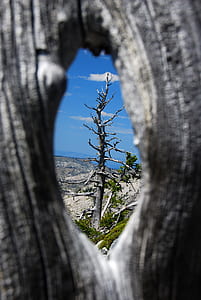shallow focus photography of bare tree thumbnail