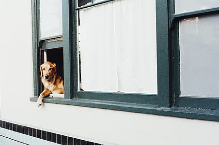 brown dog in window thumbnail