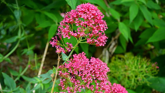 nature, flowers, garden, grass thumbnail
