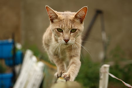 orange tabby cat on fence thumbnail