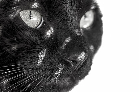 black cat in white background thumbnail