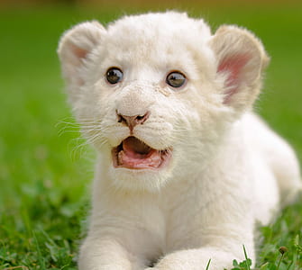 white tiger cub thumbnail