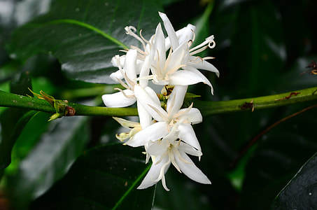 white flowers with green leaves thumbnail