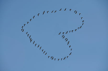 low angle photography of flock of birds forming heart under blue sky thumbnail