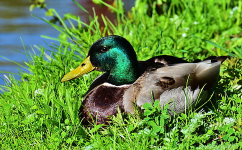 brown and green mallard duck sitting on green grass beside body of water thumbnail