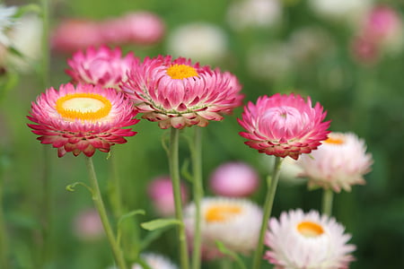 red and white petal flowers thumbnail