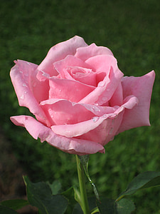 closeup photography of pink rose with water drops thumbnail
