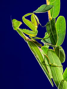 green praying mantis perched on green leaf plant thumbnail